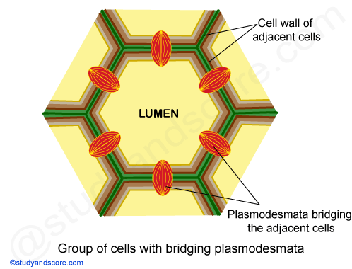 Plasmodesmata, cell wall of adjacent cells, lumen, cell 
